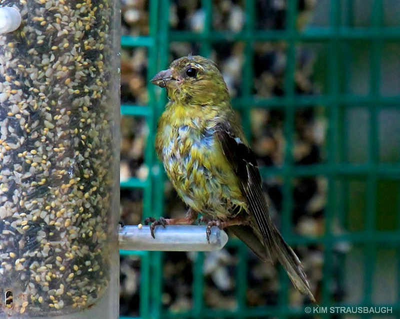 Morning Feed After The Rain