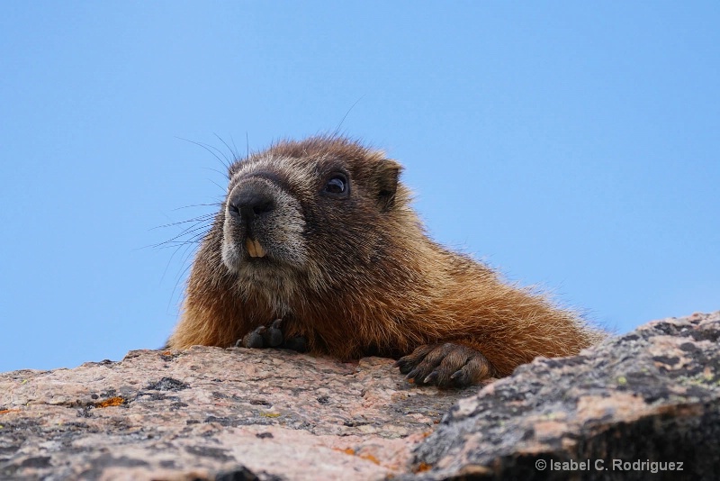 Marmot Peeking Over