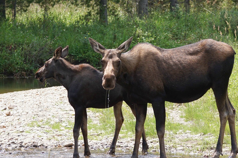Moose Mom and Baby