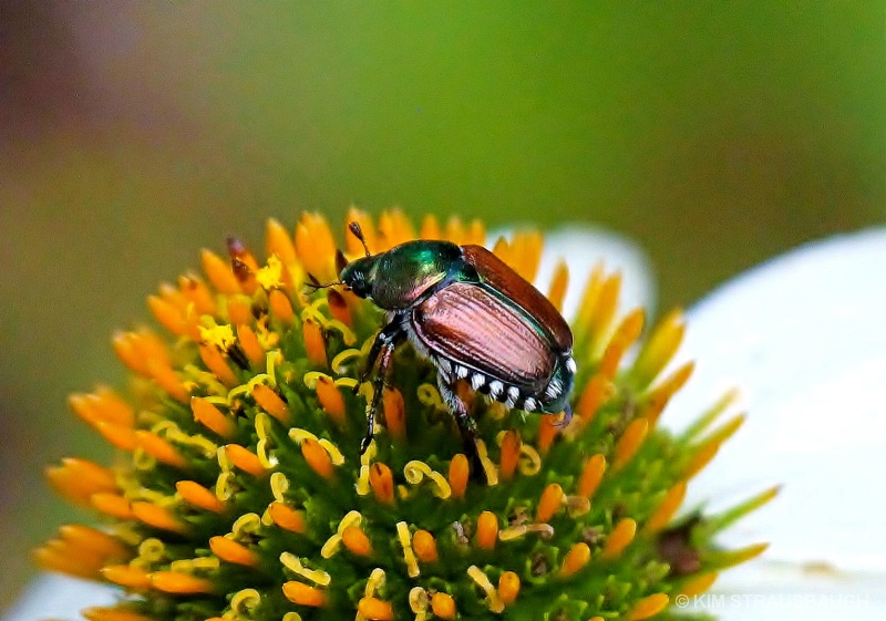 Japanese Beetle 