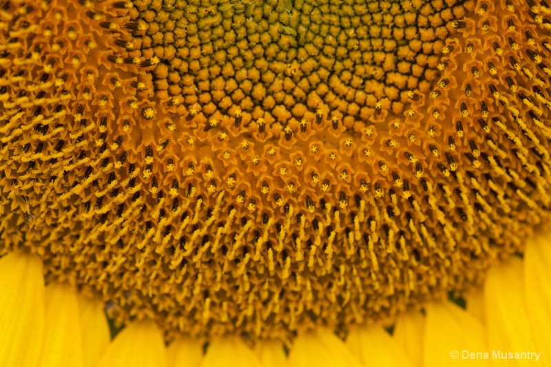 Sunflower Layers