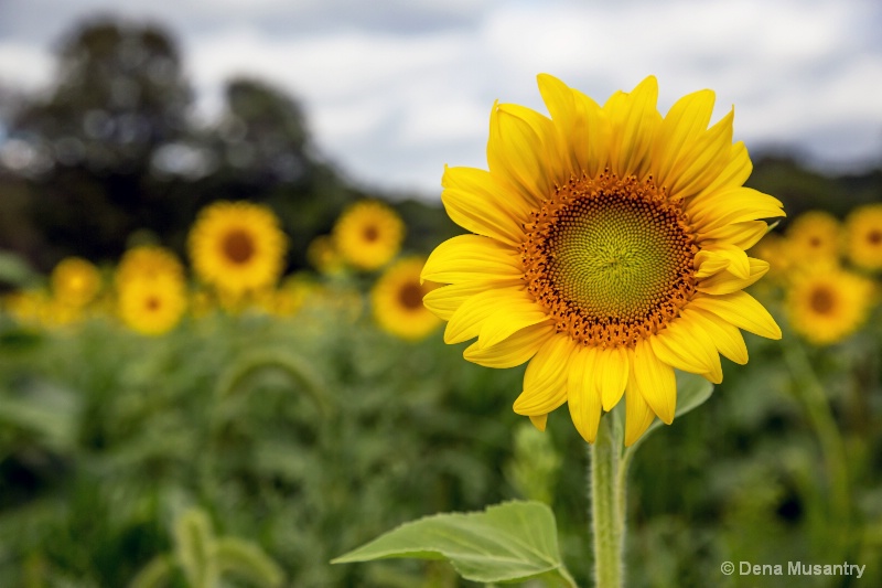 Summer Joy