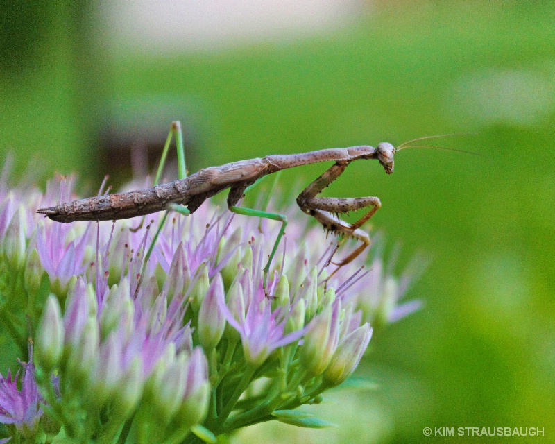 Praying Mantis Atop The Floral