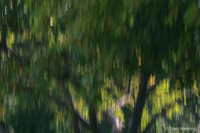Tree top in the afternoon light- abstract...