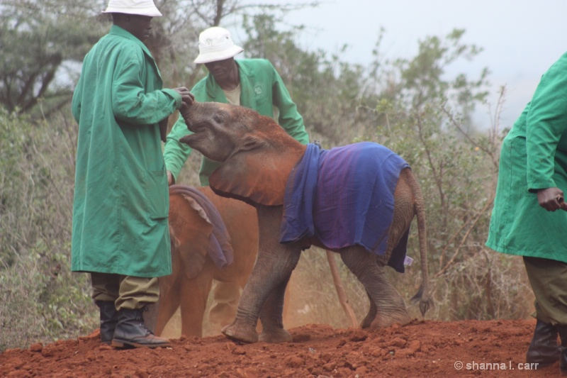 Sheldrick Wildlife Trust - Orphans and Keepers