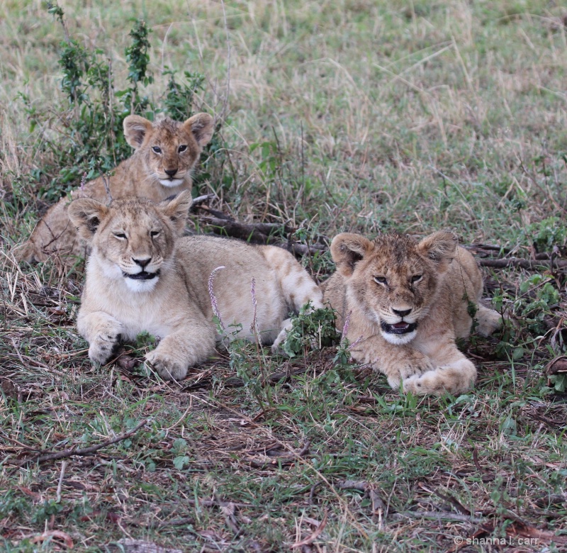 Two Sets of Twin Lion Cubs
