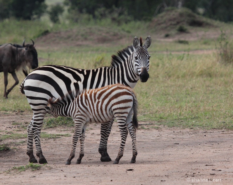 Zebra Foal, Brown Color Helps Blend with Ground