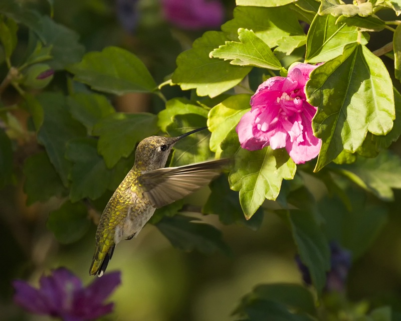 Backyard Hummingbird