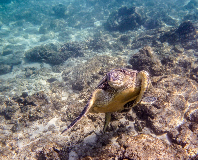 Hawaiian Turtle Underwater