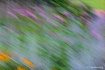 Colors of Summer ...