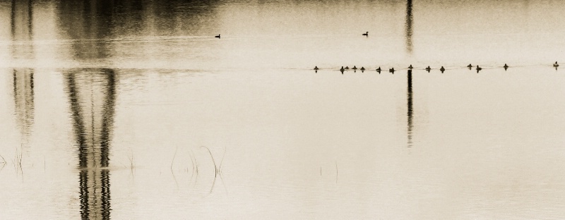 Ducks and Reflections