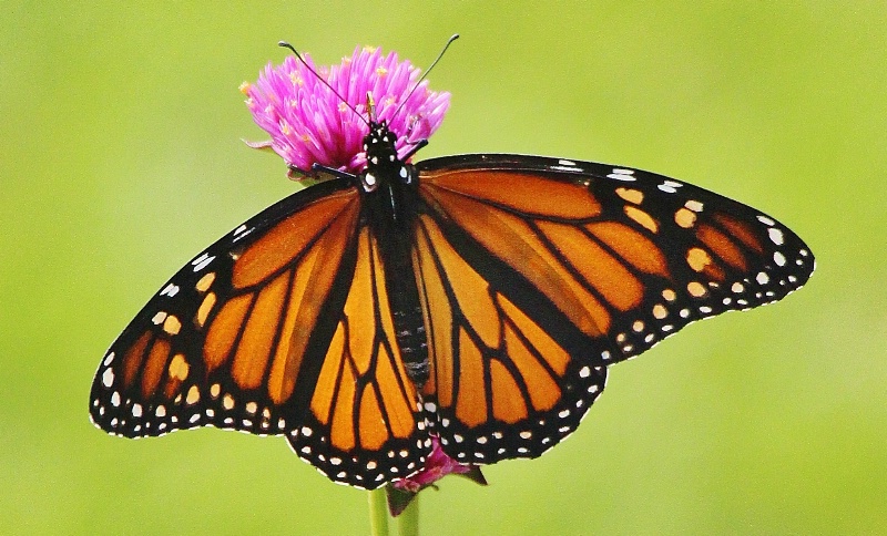 Monarch at Rest