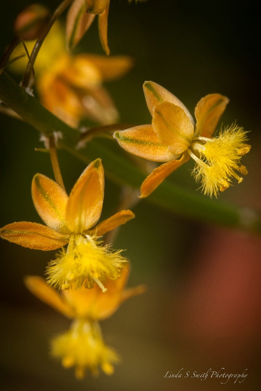 little bursts of sunshine