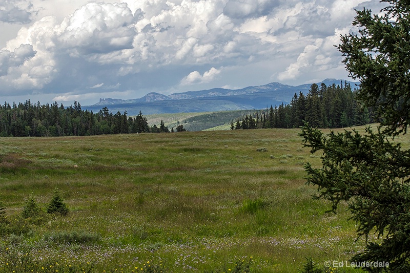 The Meadow