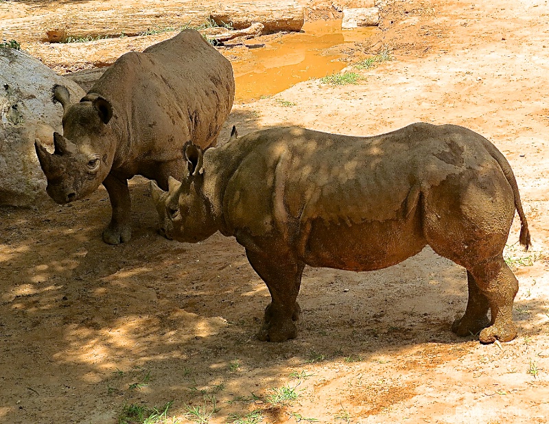Black Rhinoceros  - ID: 14982090 © Emile Abbott