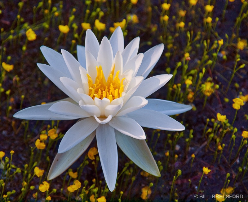 SURROUNDED BY YELLOW