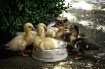 Baby Ducks