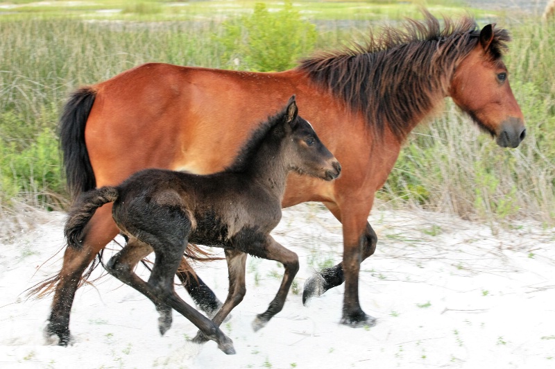 Island Mare and Foal