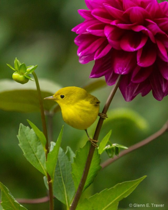 Natures Umbrella 