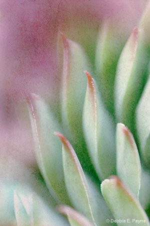 The Soft Side of a Cactus