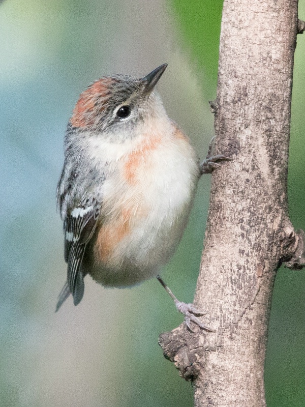 Bay-breasted Warbler - ID: 14982499 © Denise Dupras