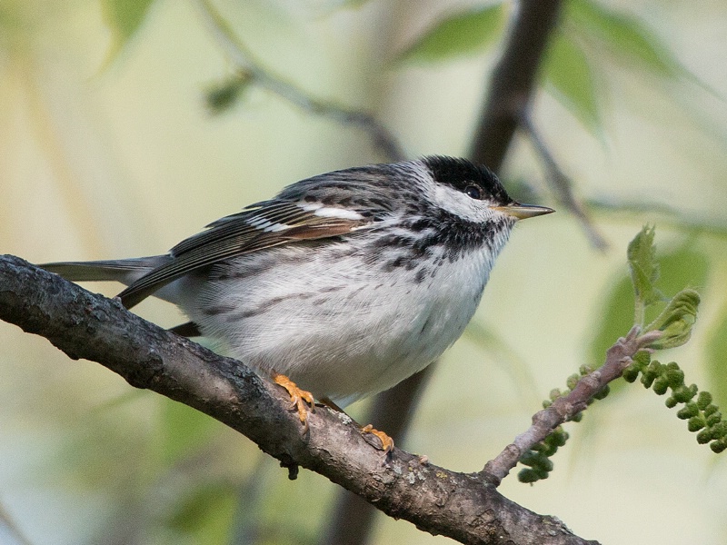 Blackpoll Warbler - ID: 14982500 © Denise Dupras
