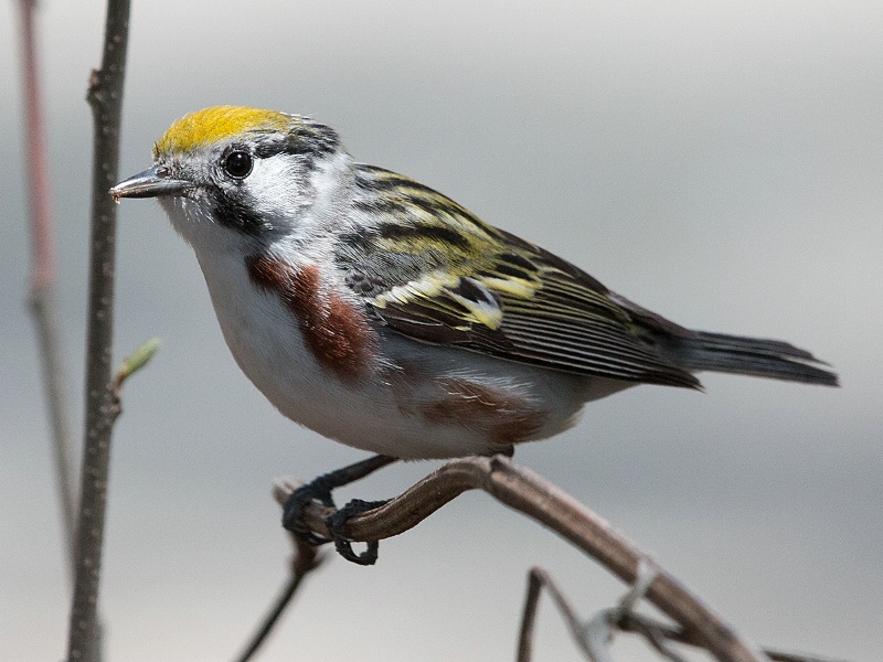 Chestnut-sided Warbler - ID: 14982501 © Denise Dupras