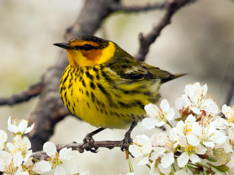 Cape May Warbler - ID: 14982502 © Denise Dupras