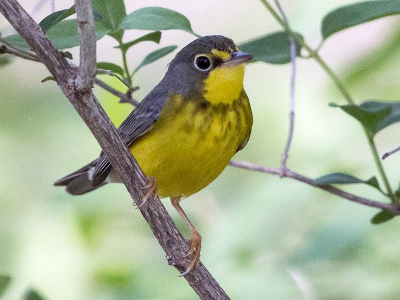 Canada Warbler - ID: 14982503 © Denise Dupras