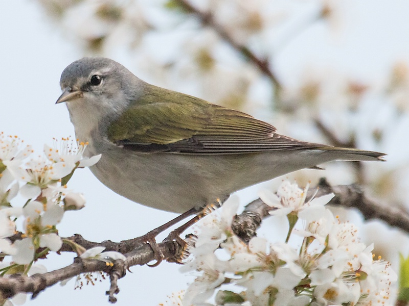Tennessee Warbler - ID: 14982513 © Denise Dupras