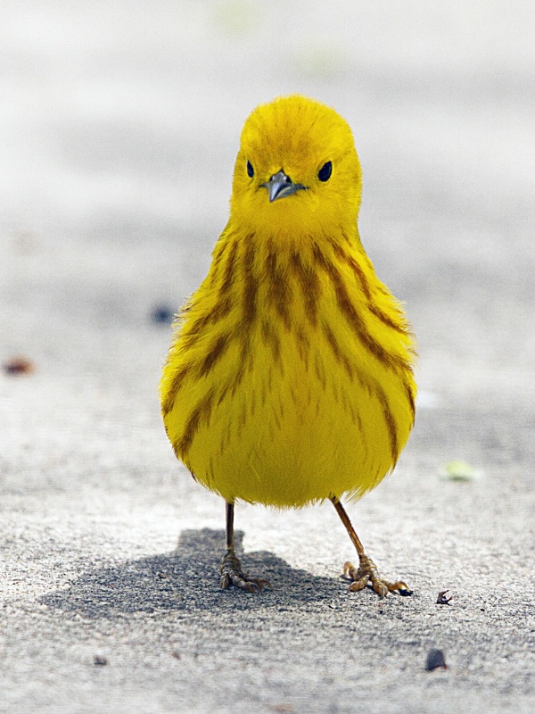 Yellow Warbler - ID: 14982515 © Denise Dupras