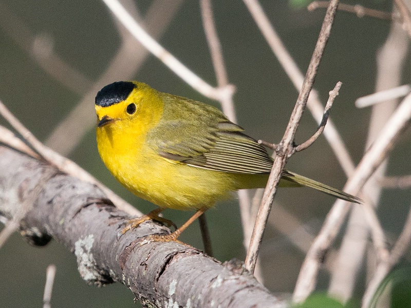 Wilsons Warbler - ID: 14982516 © Denise Dupras