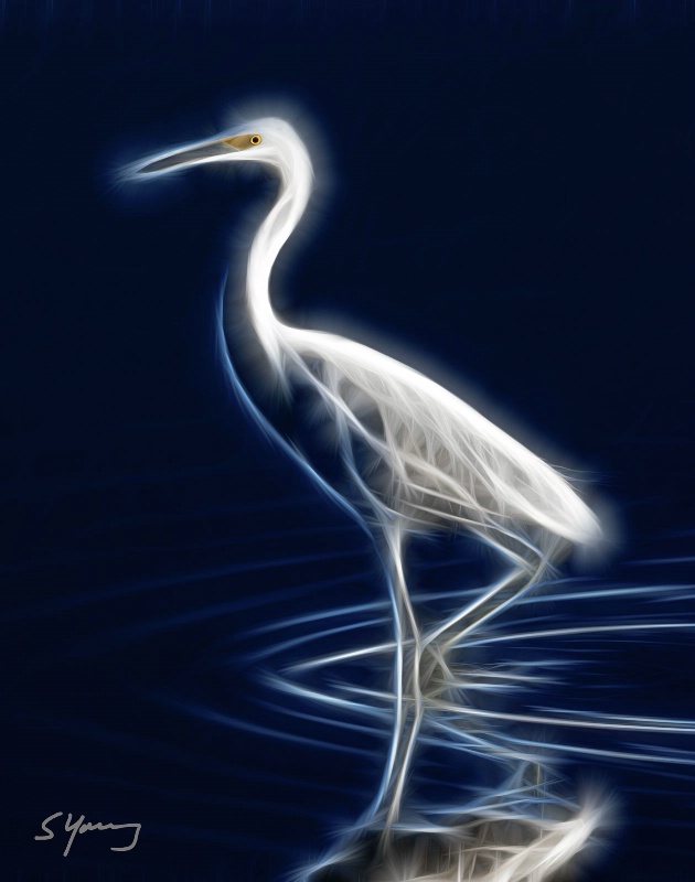Great Egret; Chincoteague, Va