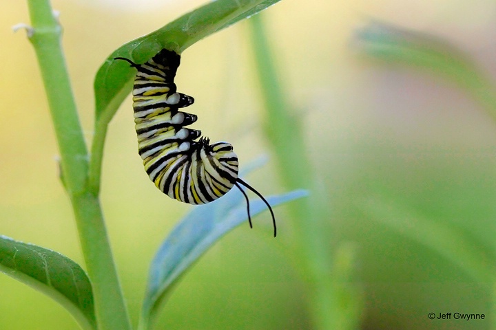 Monarch caterpillar - ID: 14982549 © Jeff Gwynne