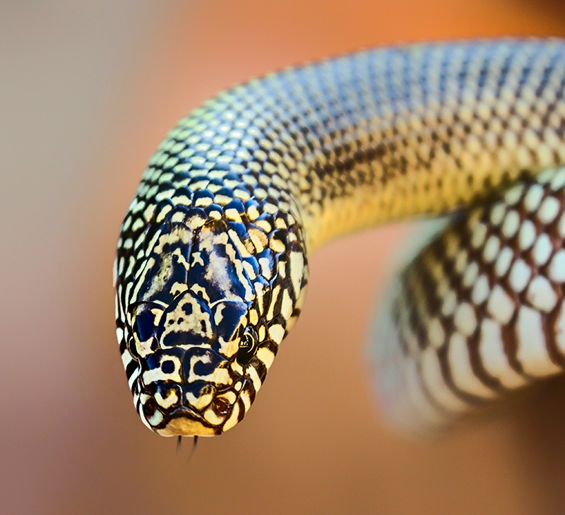Apalachicola King Snake