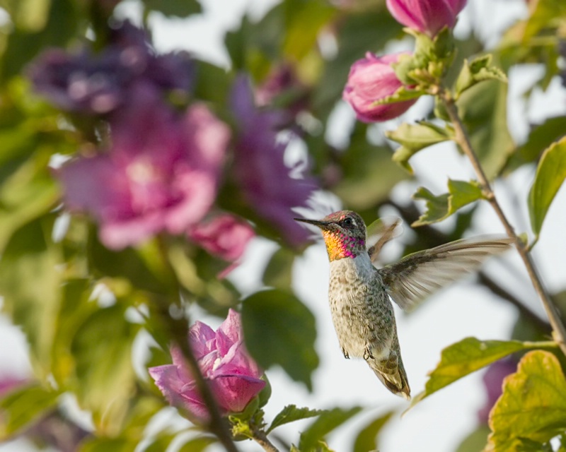 Sunrise Hummingbird