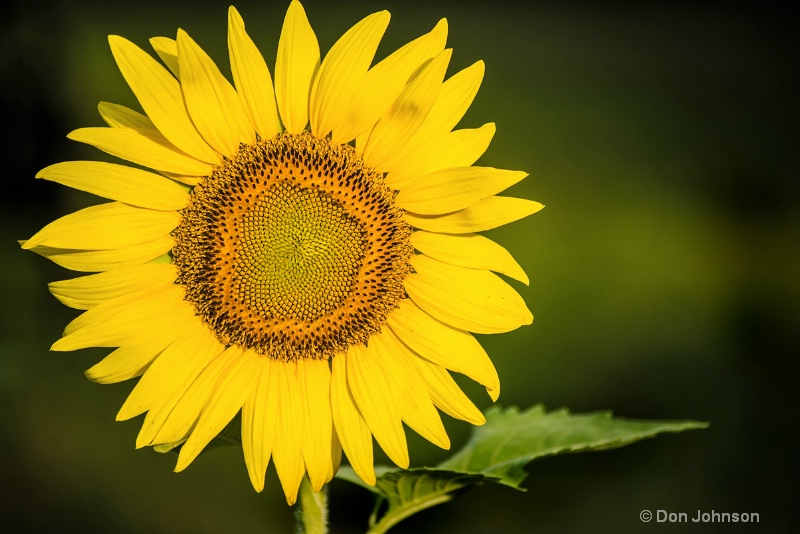 Sunflower in Sunlight 3-0 f lr 7-10-15 j105