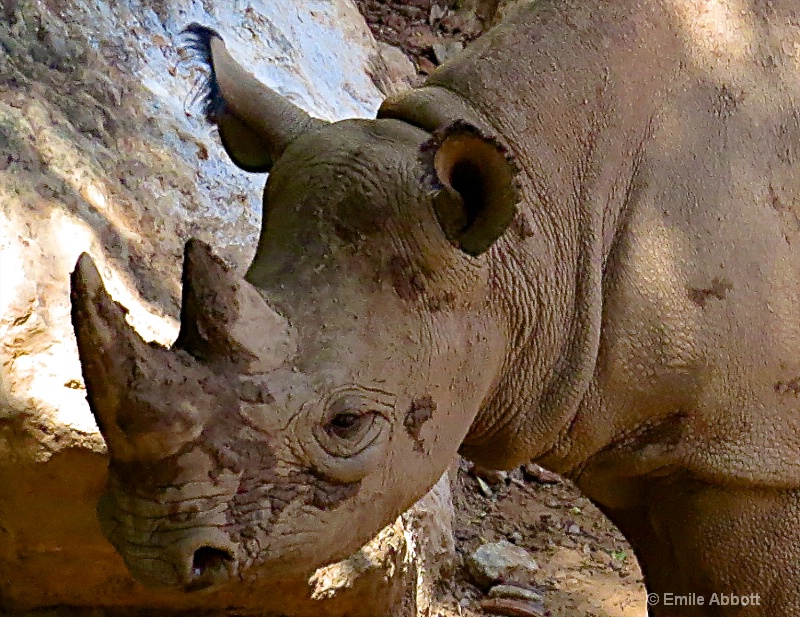 Rhino Details - ID: 14982675 © Emile Abbott