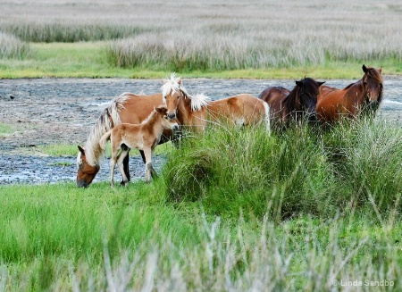 Cedar Island Family