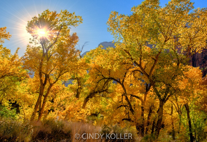 Autumn in Zion National Park