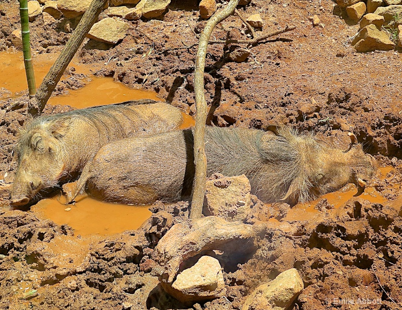 Common Warthog - ID: 14983222 © Emile Abbott