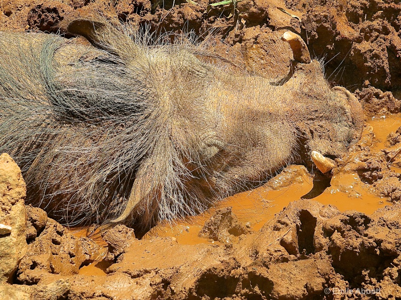 Warthog details - ID: 14983223 © Emile Abbott