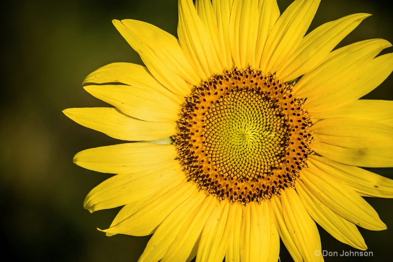 Beautiful Sunflower 3-0 f lr 7-10-15 j050