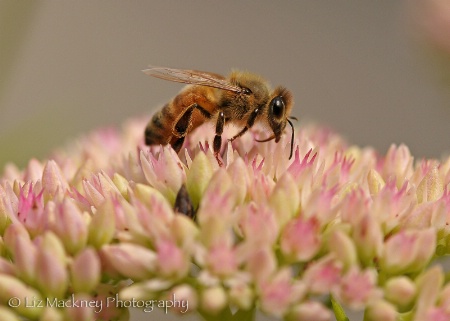 Pollen Hunter