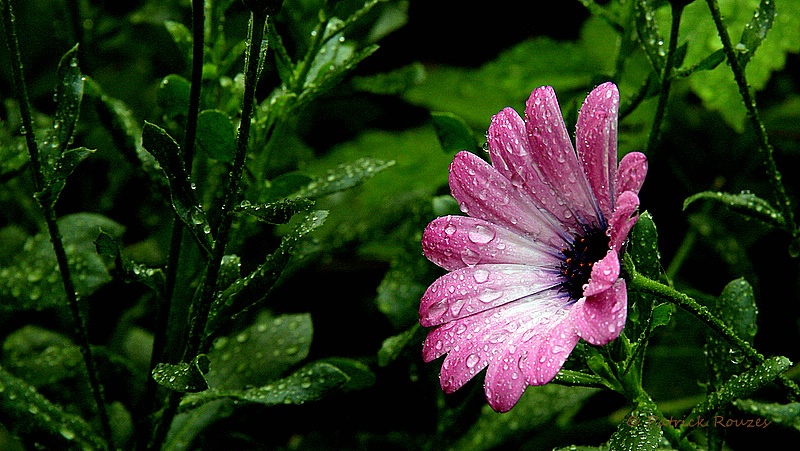 Playing In The Rain