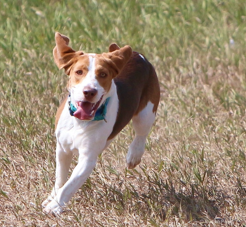 Lure Coursing 4