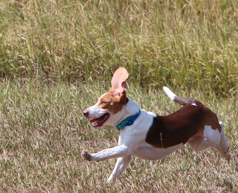 Lure Coursing 2