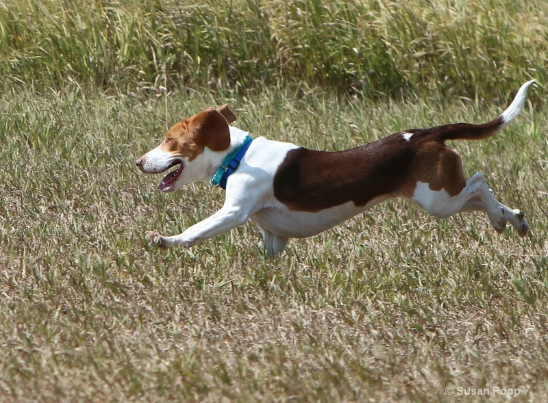 Lure Coursing 1