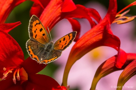 The Real American Copper Butterfly