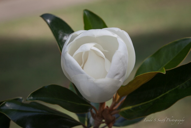 magnolia blossom with a dip of vanilla 